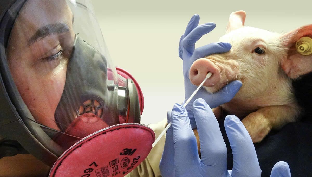 Influenza A virus pdm09 has infected pigs 370 times