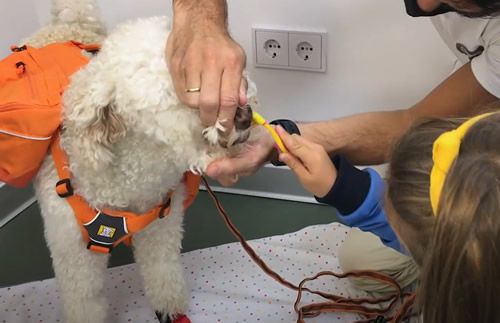 Momento de la terapia con perro (Fuente: Centro Odontologico Miguel González)