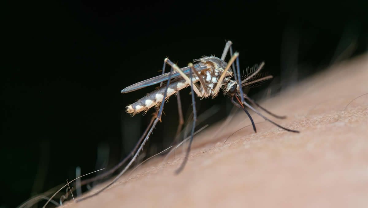 Mosquito que continua aumentando las enfermedades de vectores. (Foto: Europa Press)
