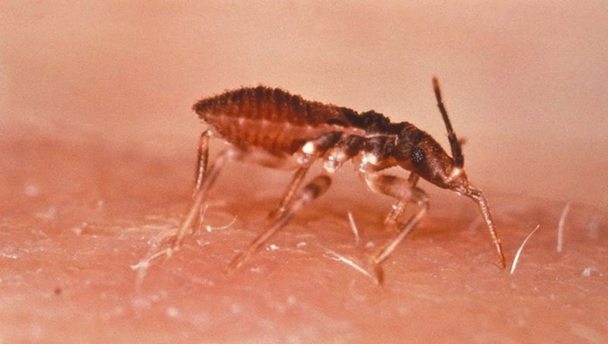 Imagen de archivo de un triatoma infestans (vinchuca), que causa la enfermedad de Chagas (Foto: Europa Press)