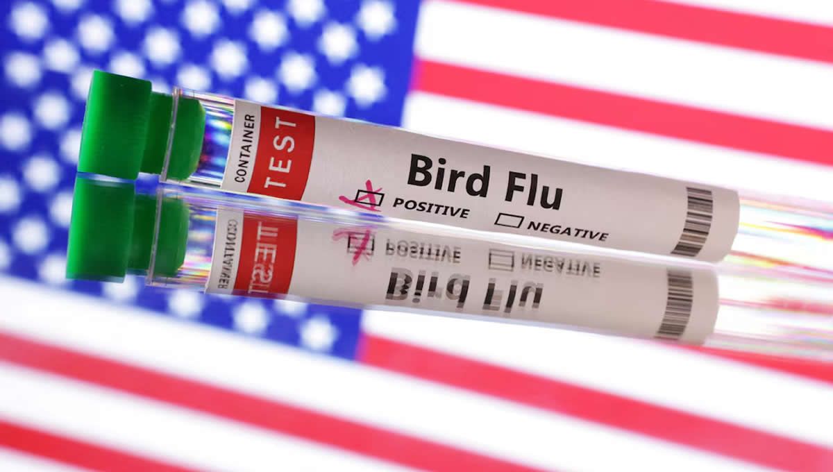 Pruebas de un caso confirmado de gripe aviar en Estados Unidos. (Foto: REUTERS/Dado Ruvic/Ilustración)