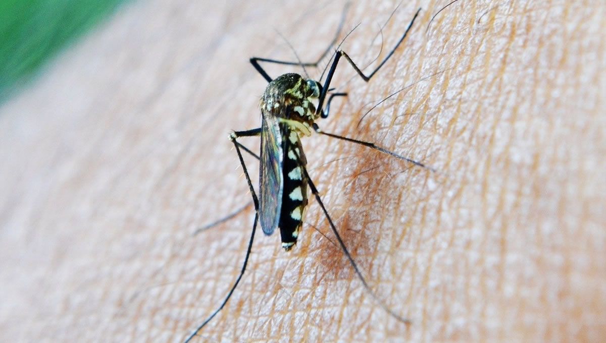 Mosquito que transmite el Virus del Nilo por el que ha muerto una mujer en Sevilla. (Foto: Junta de Andalucía/EP)