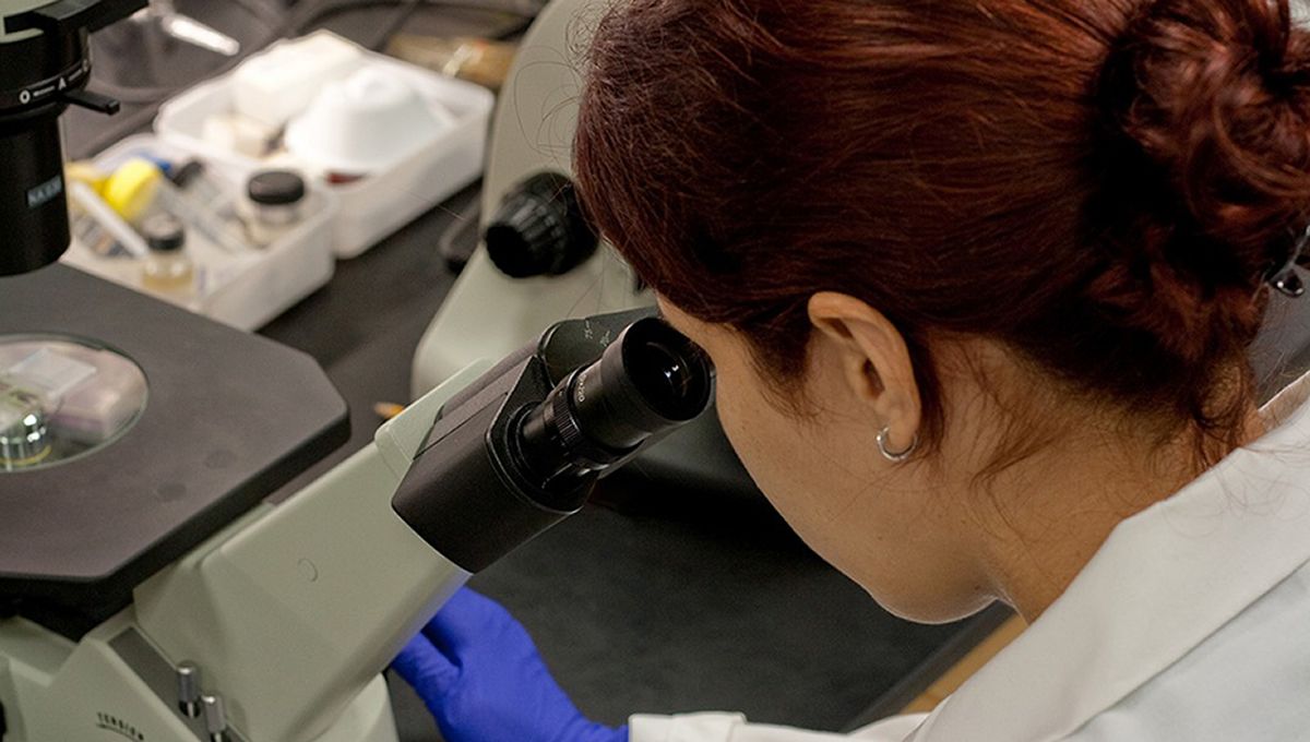 Una investigadora trabaja con el microscopio en el laboratorio (Foto: Junta de Andalucía)