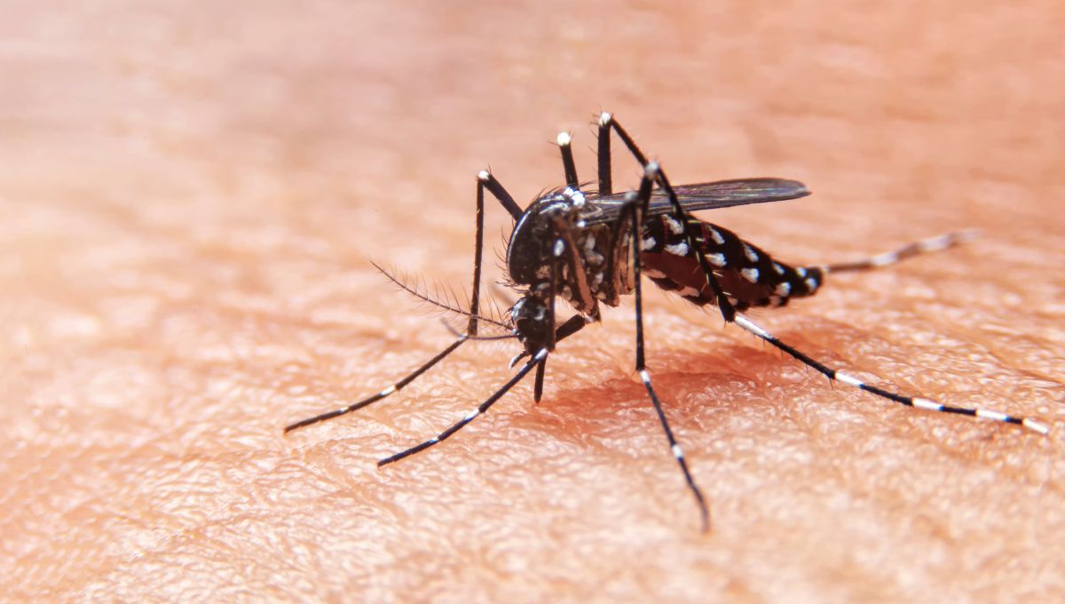 Mosquito que puede transmitir la enfermedad del Virus del Nilo (Fuente: Canva)