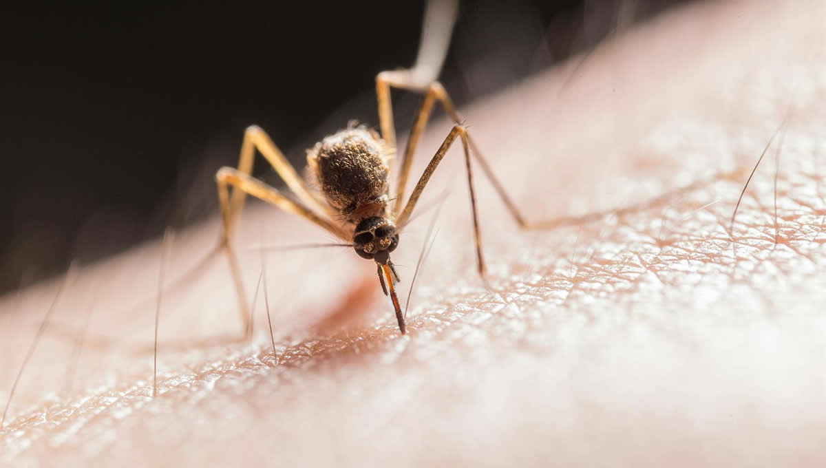 Mosquito transmisor del virus equino que afecta a Estados Unidos. (Foto: Archivo)