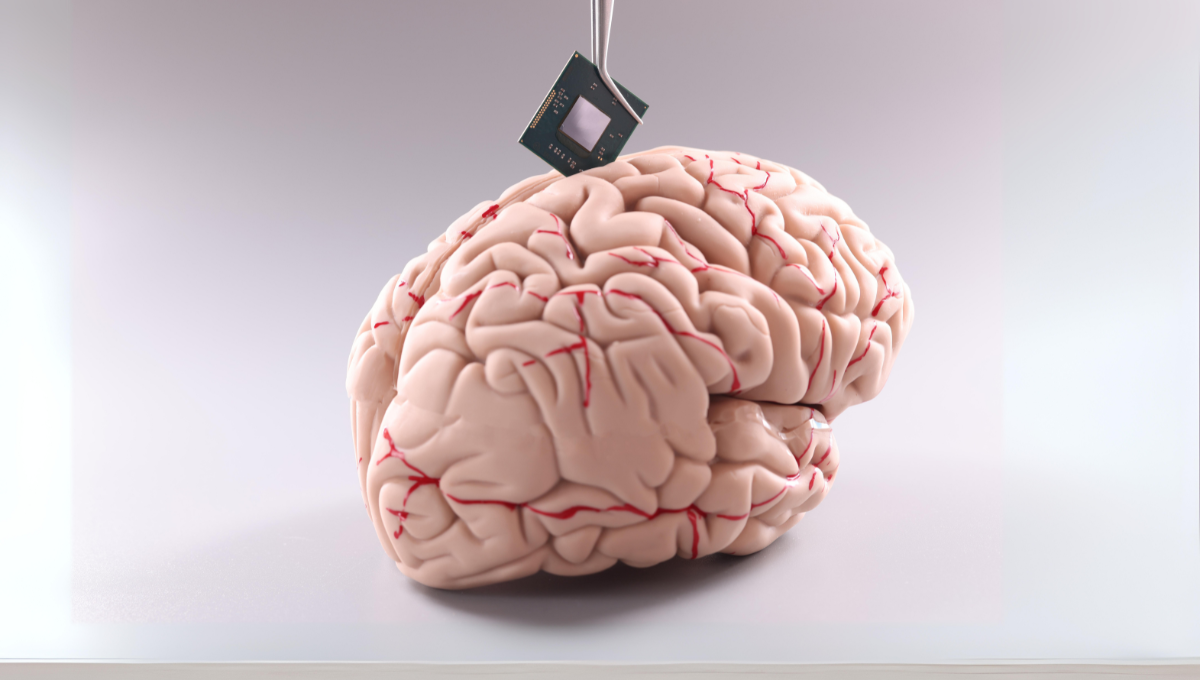 Anatomía del cerebro humano con chip de computadora (Foto: Canva)