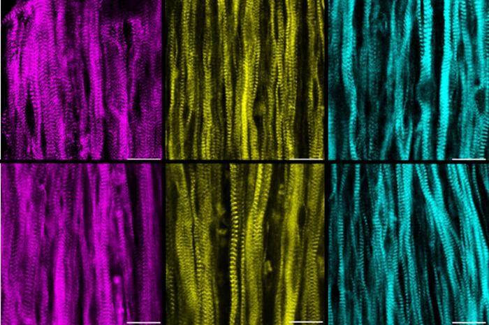 Músculos cultivados en laboratorio (Foto: Universidad de Duke)