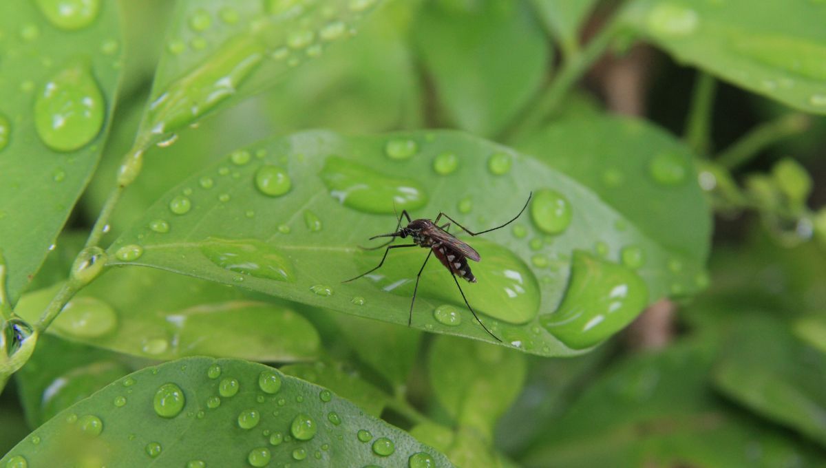 Aumentan las muertes de personas infectadas por el Virus del Nilo en Sevilla y Navarra tras la picadura de mosquitos (Fuente Canva)