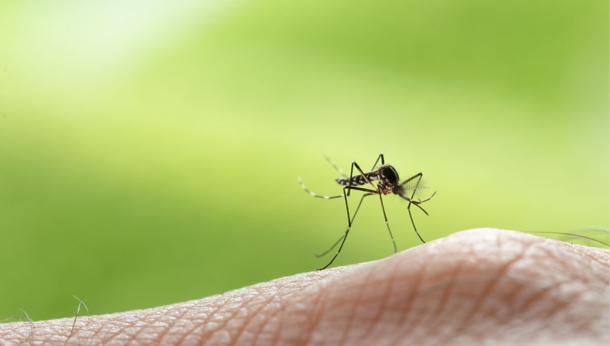 Mosquito vector del Virus del Nilo que aumenta su incidencia en Extremadura (Fuente: Canva)