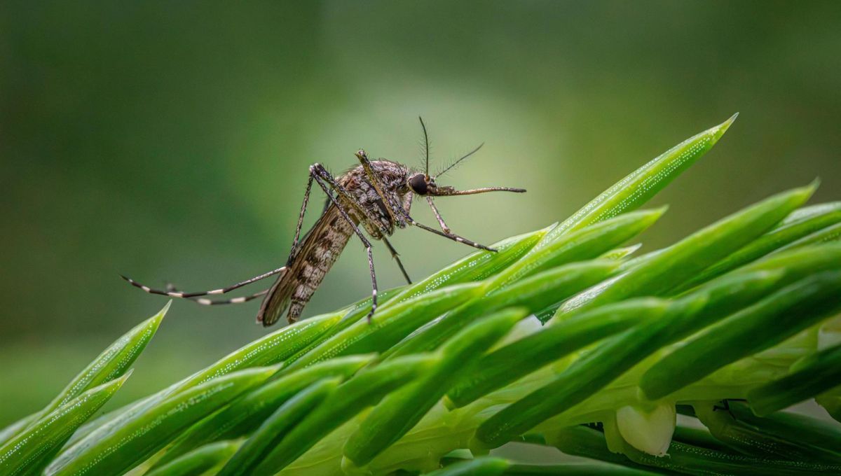 Mosquito transmisor del Virus del Nilo que aumenta su incidencia en Extremadura (Fuente: Junta de Andalucía)