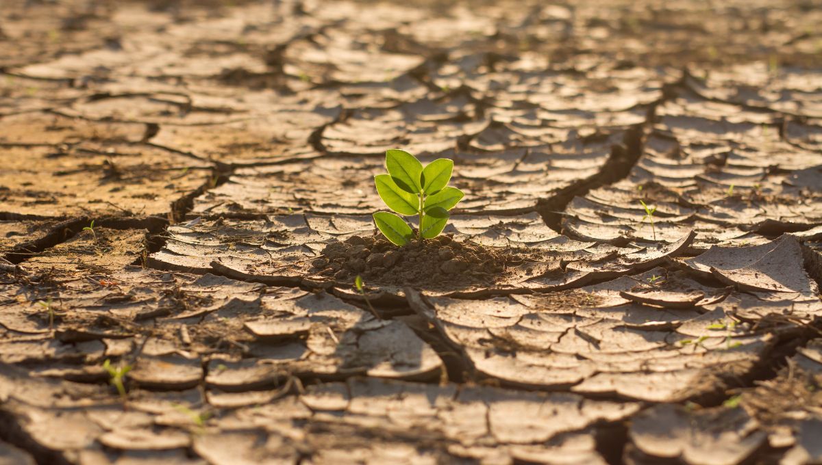 Cambio climático (Foto. Canva)