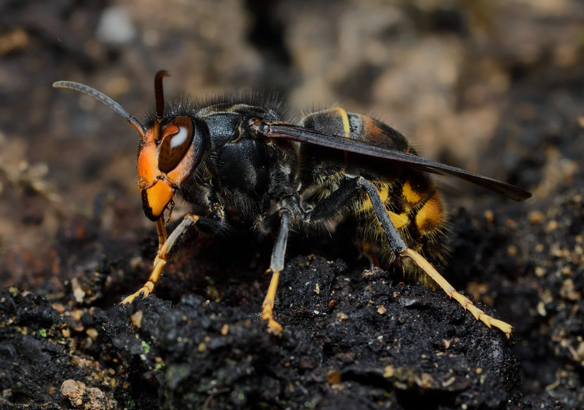 Avispa asiática de la que alerta ANECPLA. (Foto: ANECPLA)