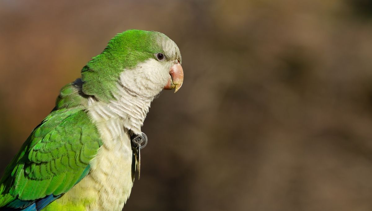 La UAM estudia bacterias y parásitos zoonóticos en la fauna urbana de Madrid (Foto. Freepik)