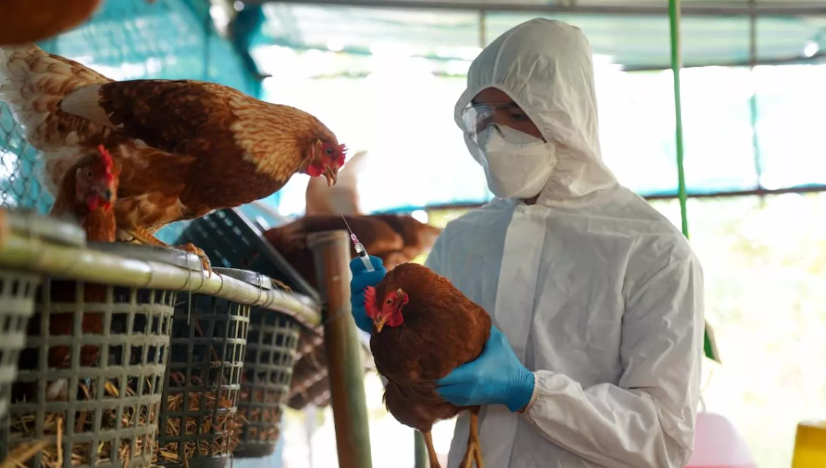 Trabajador expuesto a la gripe aviar. (Foto: Freepik)