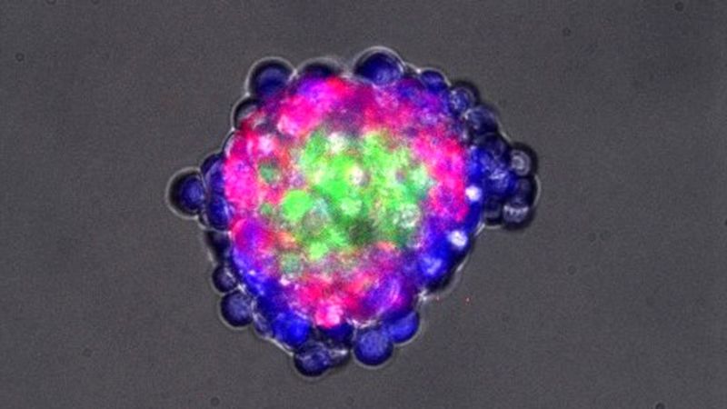 molecula colores